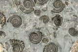 Ammonite (Promicroceras) Cluster - Marston Magna, England #216609-1